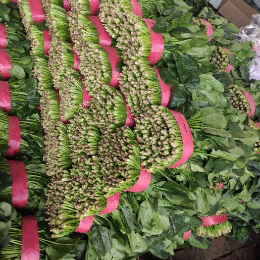 阳谷县大叶菠菜