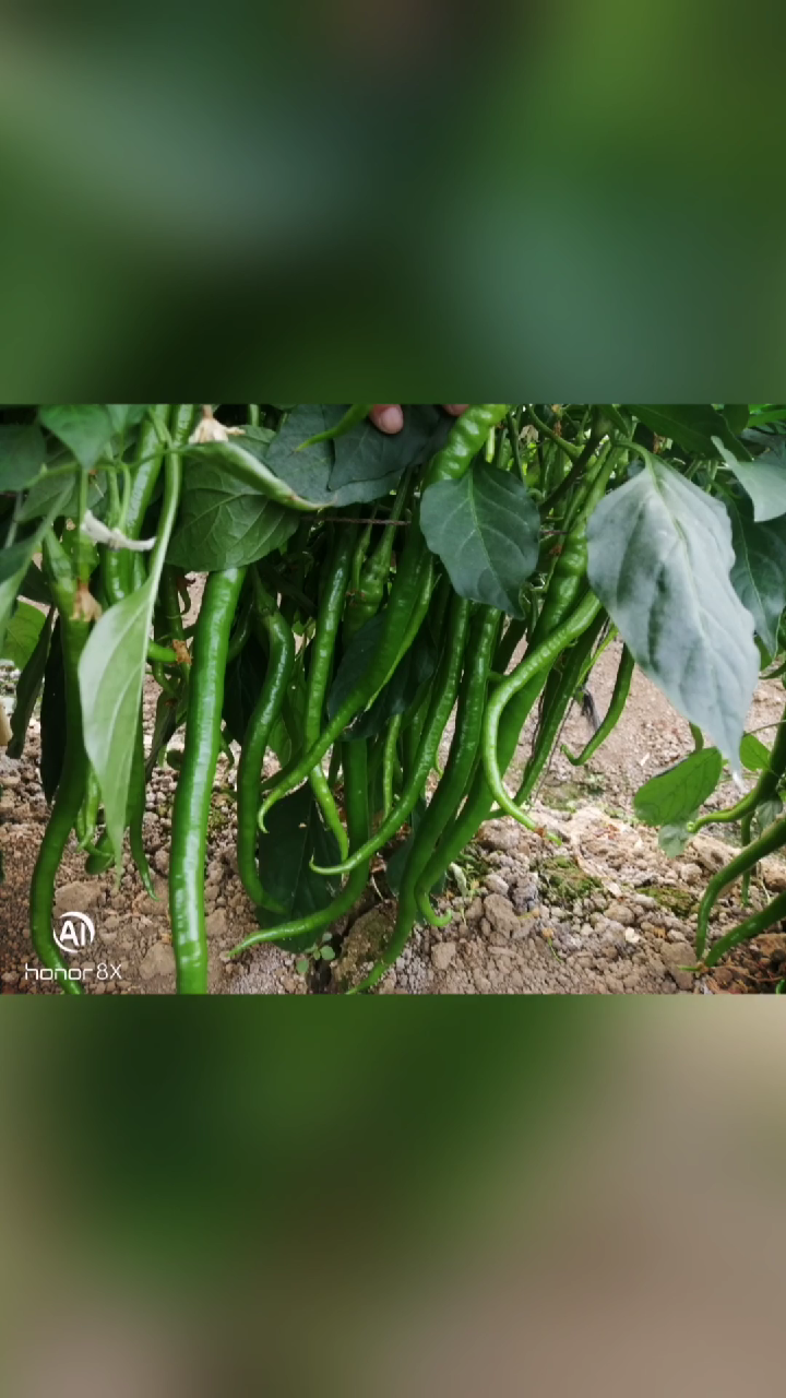 线椒种子  请相信科技的力量，好品种值得推荐