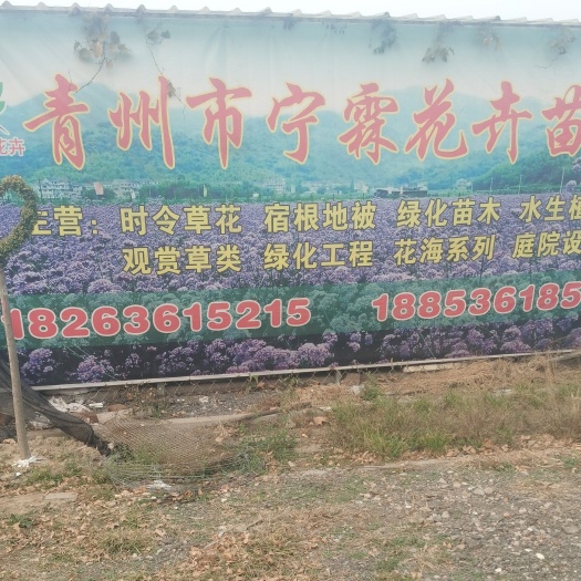 青州市金叶佛甲草
