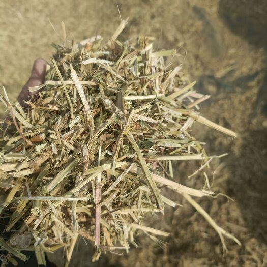 正阳县花生秧