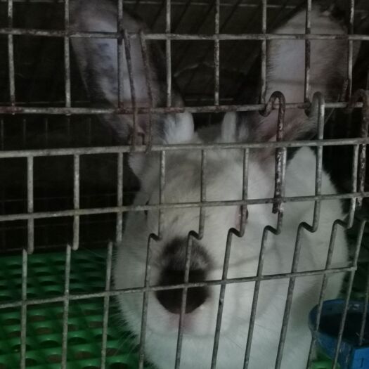 玉林懂货看过来，长期供应种兔，商品兔，小兔