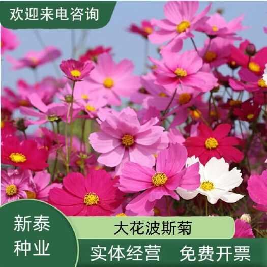 格?；ǚN子波斯菊種子四季草花籽孑盆栽庭院種植花海組合打造花籽
