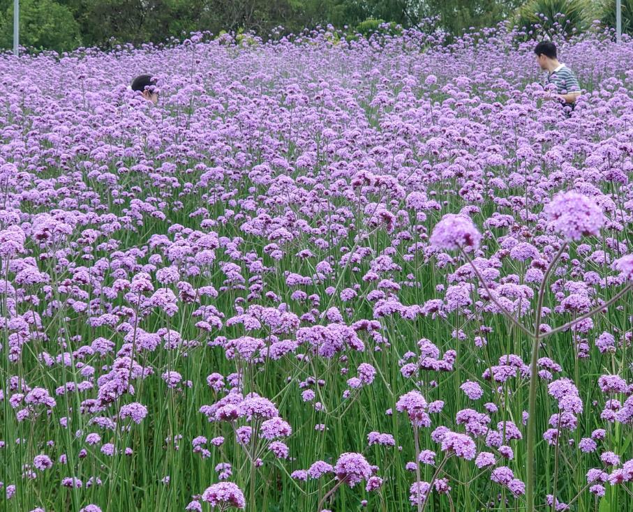 新泰種業(yè)