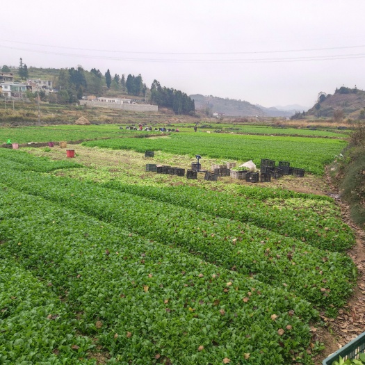 鸡毛菜  蔬菜火锅小菜
