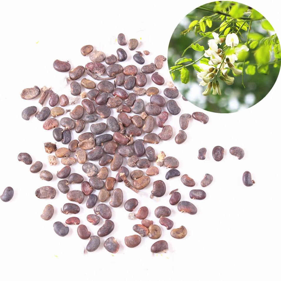 无锡刺魂种子耐寒洋槐花种子耐热四季播种简单杨槐花食用菜批发价饱满