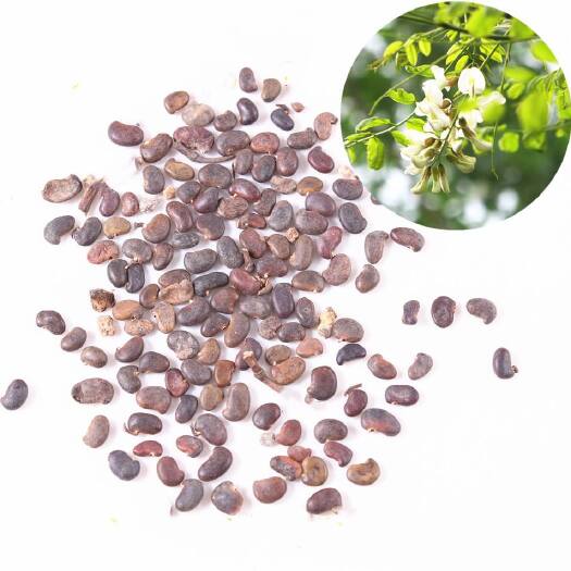 无锡刺魂种子耐寒洋槐花种子耐热四季播种简单杨槐花食用菜批发价饱满