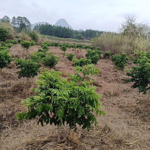 恭城县香蜜黑黄皮苗
