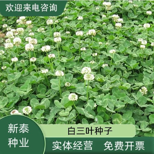 白三叶草种子红三叶草种子四季青草坪牧草种子绿肥绿化草籽