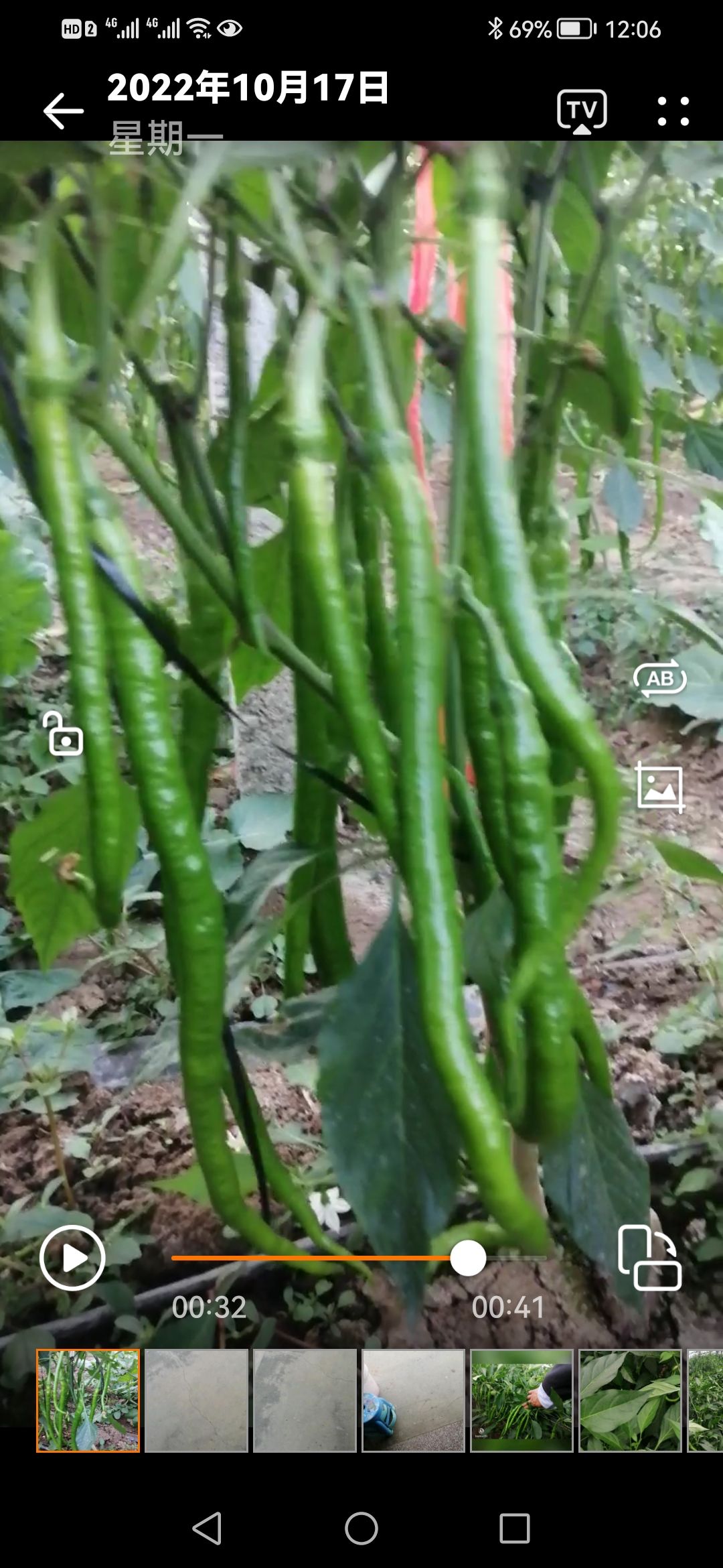 线椒种子  请相信科技的力量，好品种值得推荐