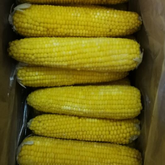 依安县东北速冻玉米发货了速冻白玉米黄玉米两种
