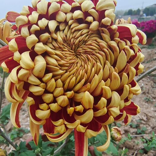 菊花苗，观赏菊苗、金丝皇菊苗、婺源黄菊苗、