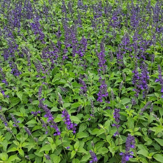 宜良县蓝花鼠尾草  高度30-50公分  云南省昆明市批发价格