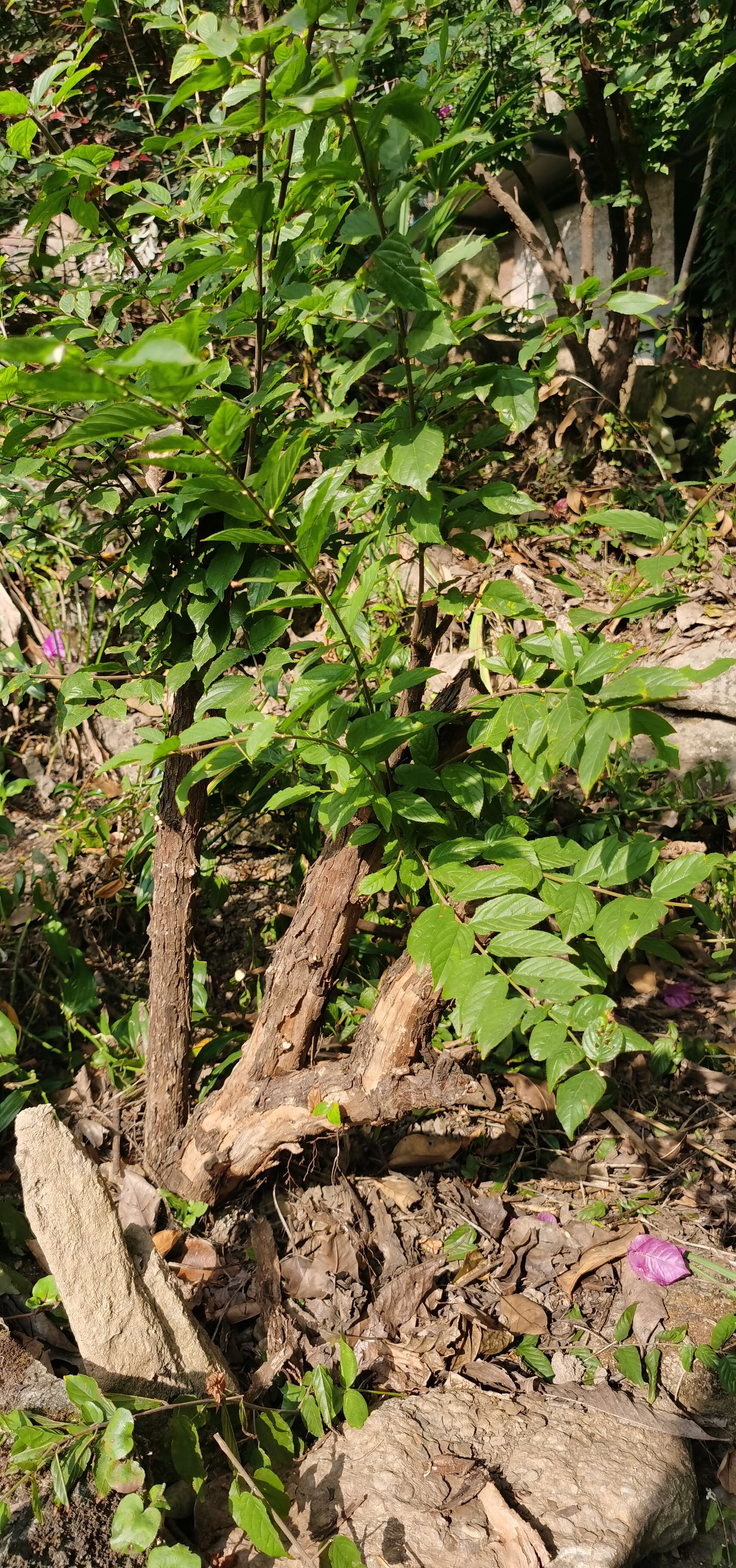 雀梅盆栽