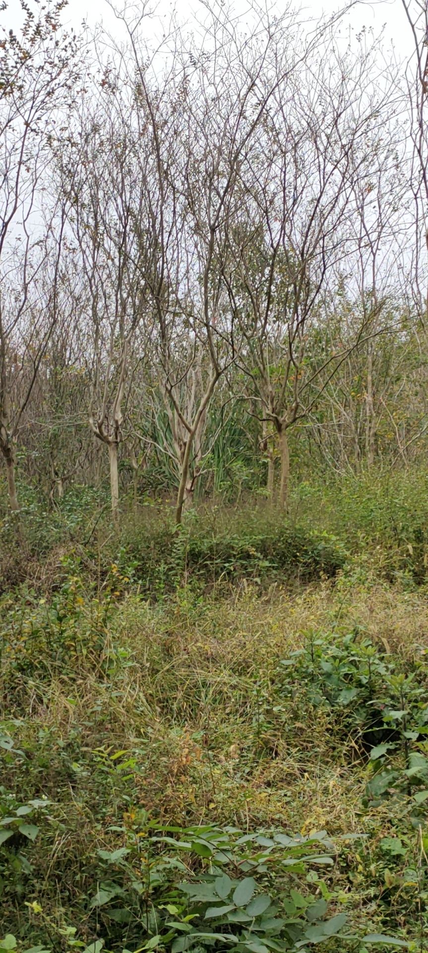 蔷薇