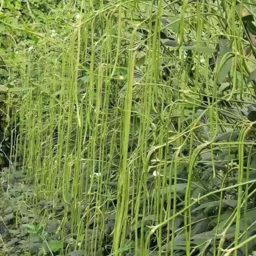 荚盛18豇豆种子，荚条翠绿，条形顺直，肉厚质嫩，不易鼓籽鼠尾