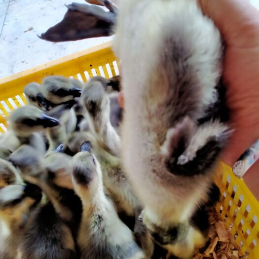 南宁马岗鹅脱温苗半斤左右，质量保证，价格实惠，厂家直销，诚信经营