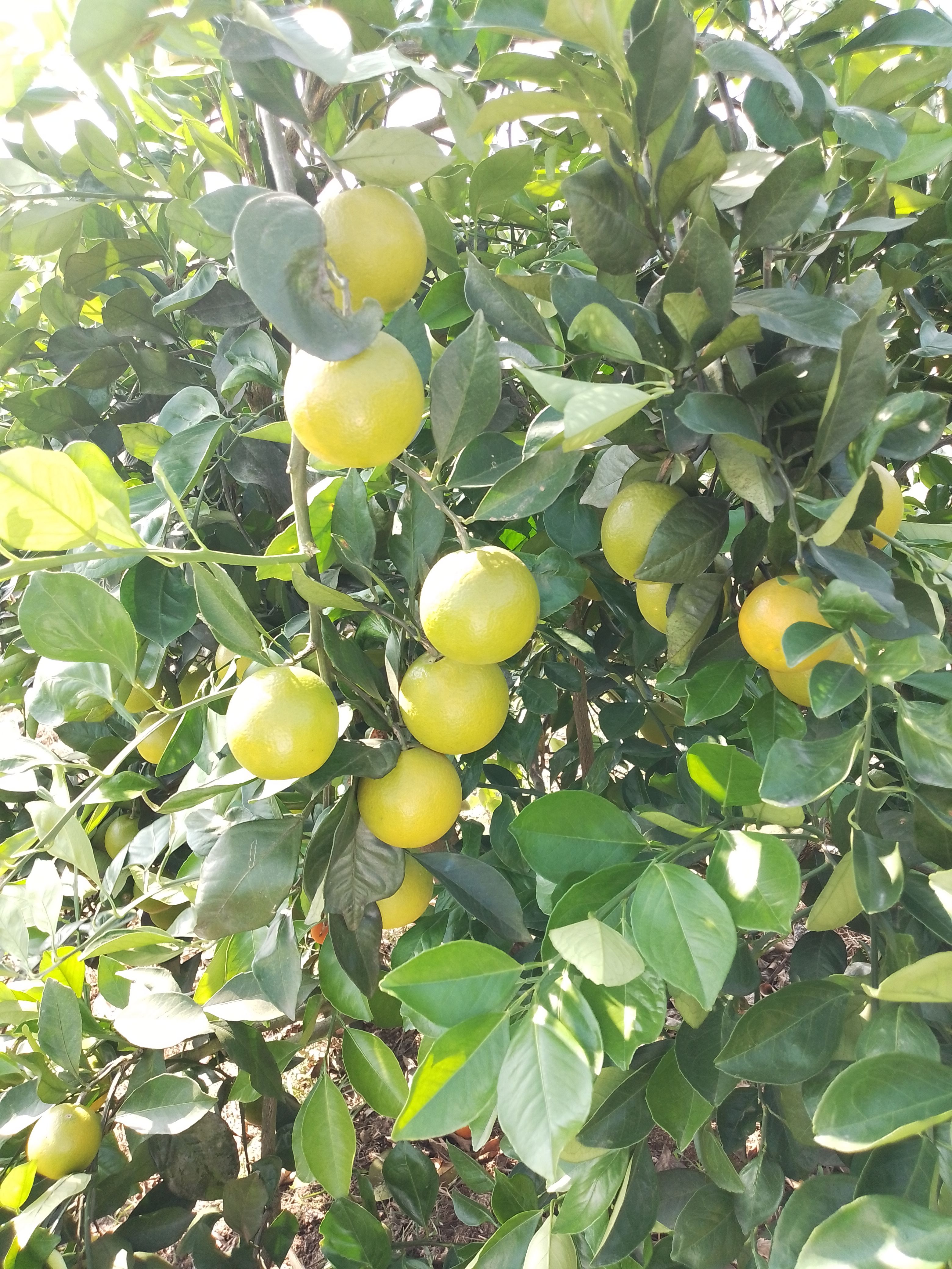 冰糖橙55以上不封顶！一件35元，五十件以上33元一件全包邮