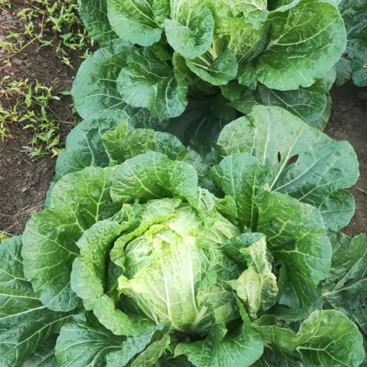 徐州黄心白菜