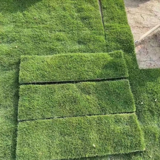 草 基地批发耐寒耐践踏易管理园林绿化草坪