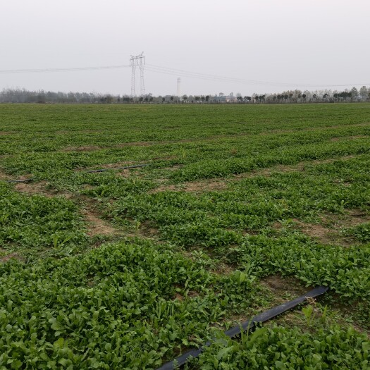 唐河县荠荠菜