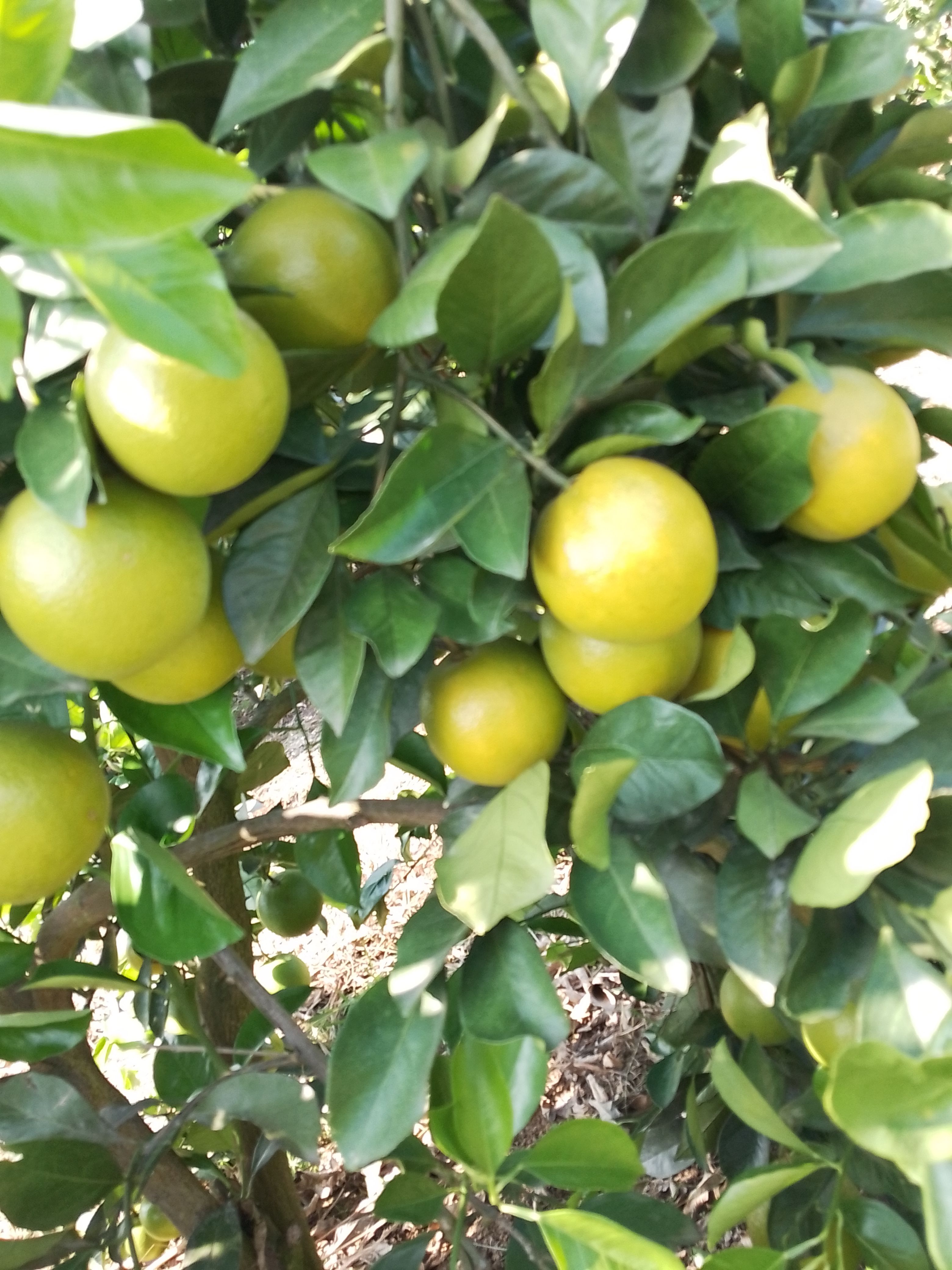 冰糖橙55以上不封顶！一件35元，五十件以上33元一件全包邮