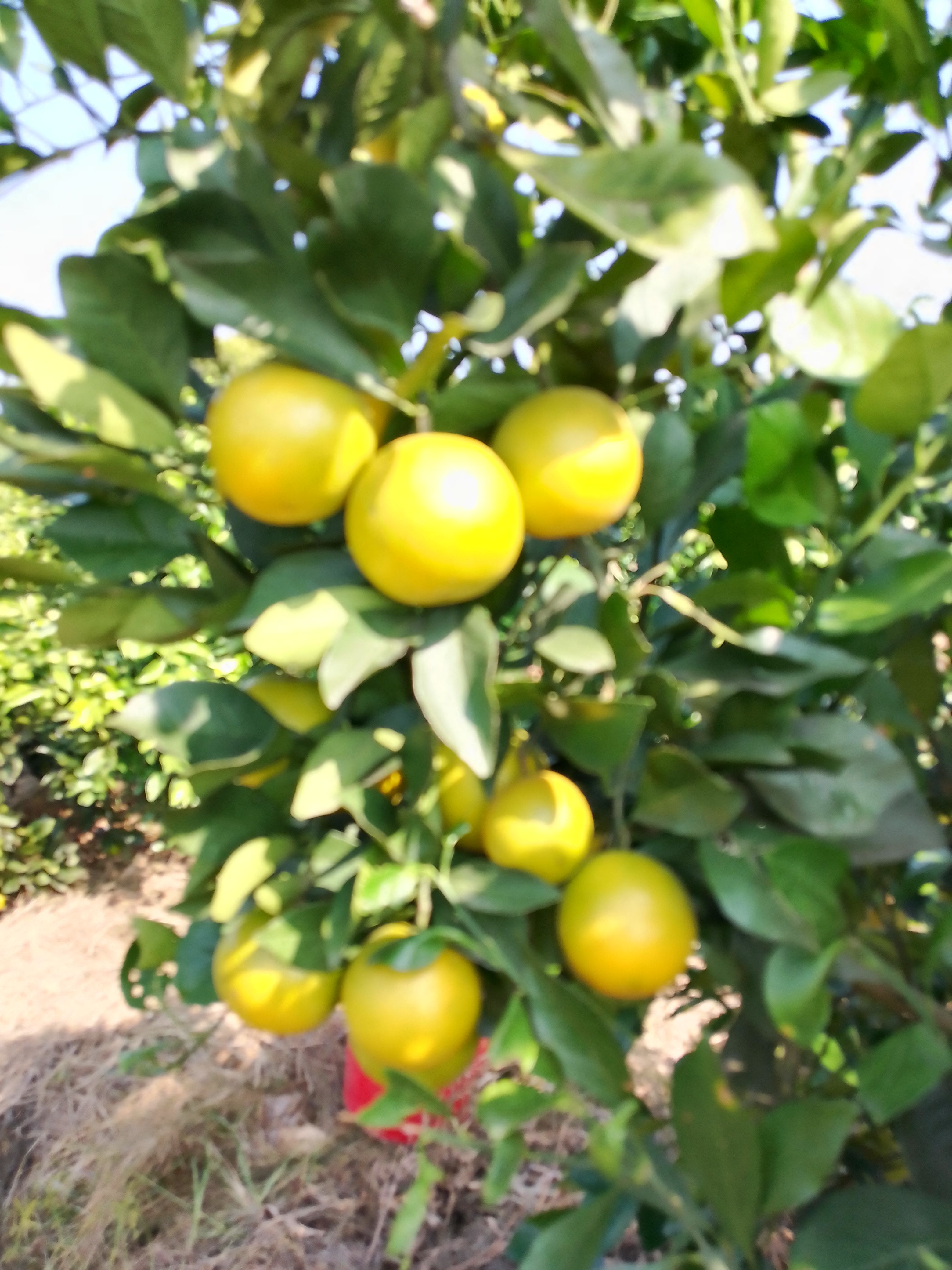 冰糖橙55以上不封顶！一件35元，五十件以上33元一件全包邮