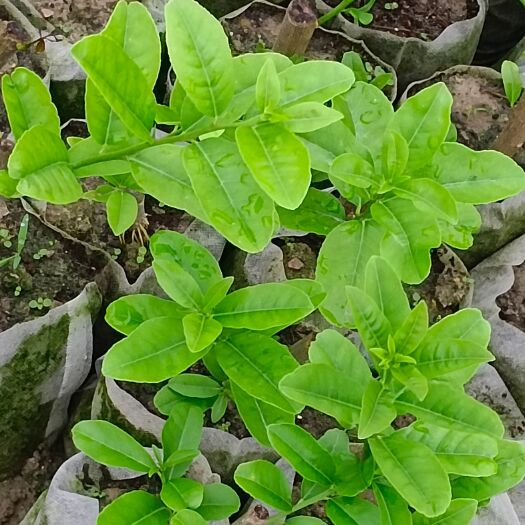 台山市广东香水柠檬苗  无籽薄皮厚肉.基地直销
