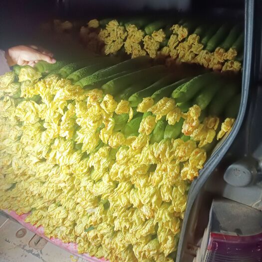 蒙自市鲜花丝瓜