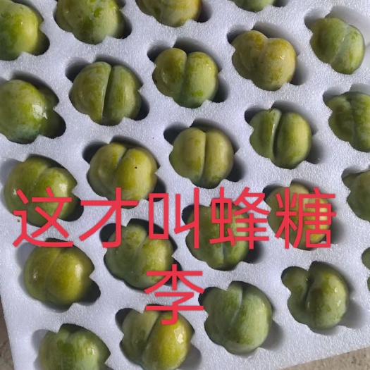 镇宁县李子苗 蜂糖李苗贵州原产地当年结果  一棵也发货