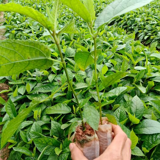 灵山县正宗五指毛桃高产苗
