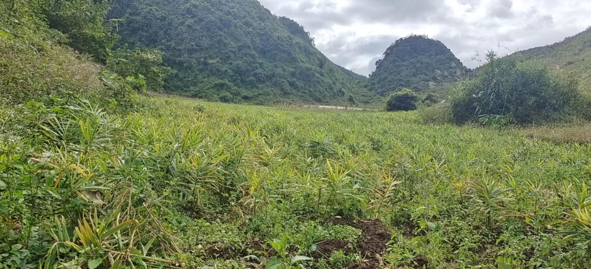 云南小黄姜，生姜，现挖带土，2025年新品，量大从优。整车走