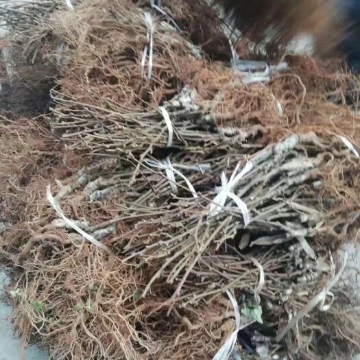 苍溪县红心猕猴桃苗