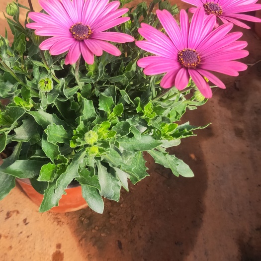 宜良县万寿菊苗  万寿菊一手货源  云南万寿菊种植销售