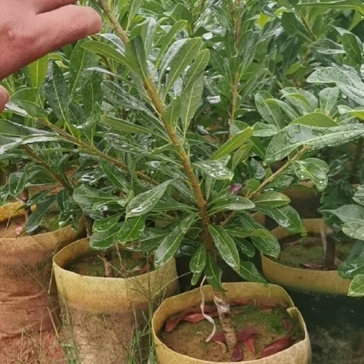 漳州东魁杨梅嫁接苗2年苗