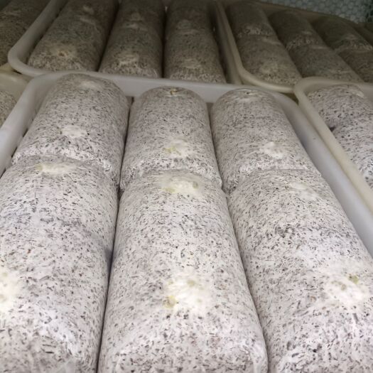太康县金耳菌种源头生产厂家