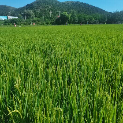 北京北京房山拒马河稻花香大米
