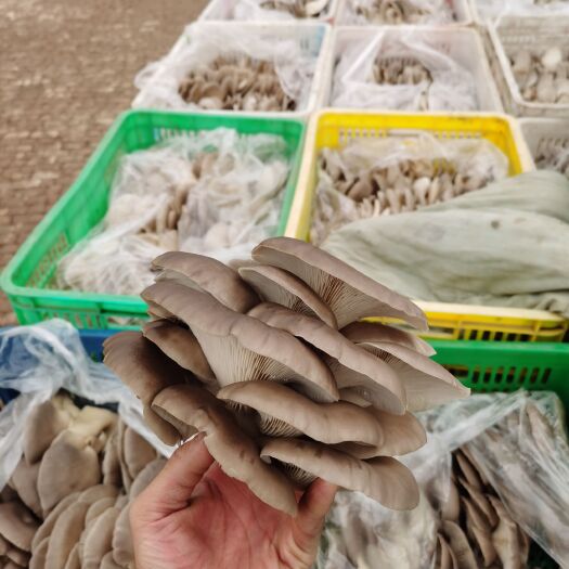 冠县鲜平菇 黑平菇蘑菇 热销河南河北烟台青岛山西天津上海辽宁吉林