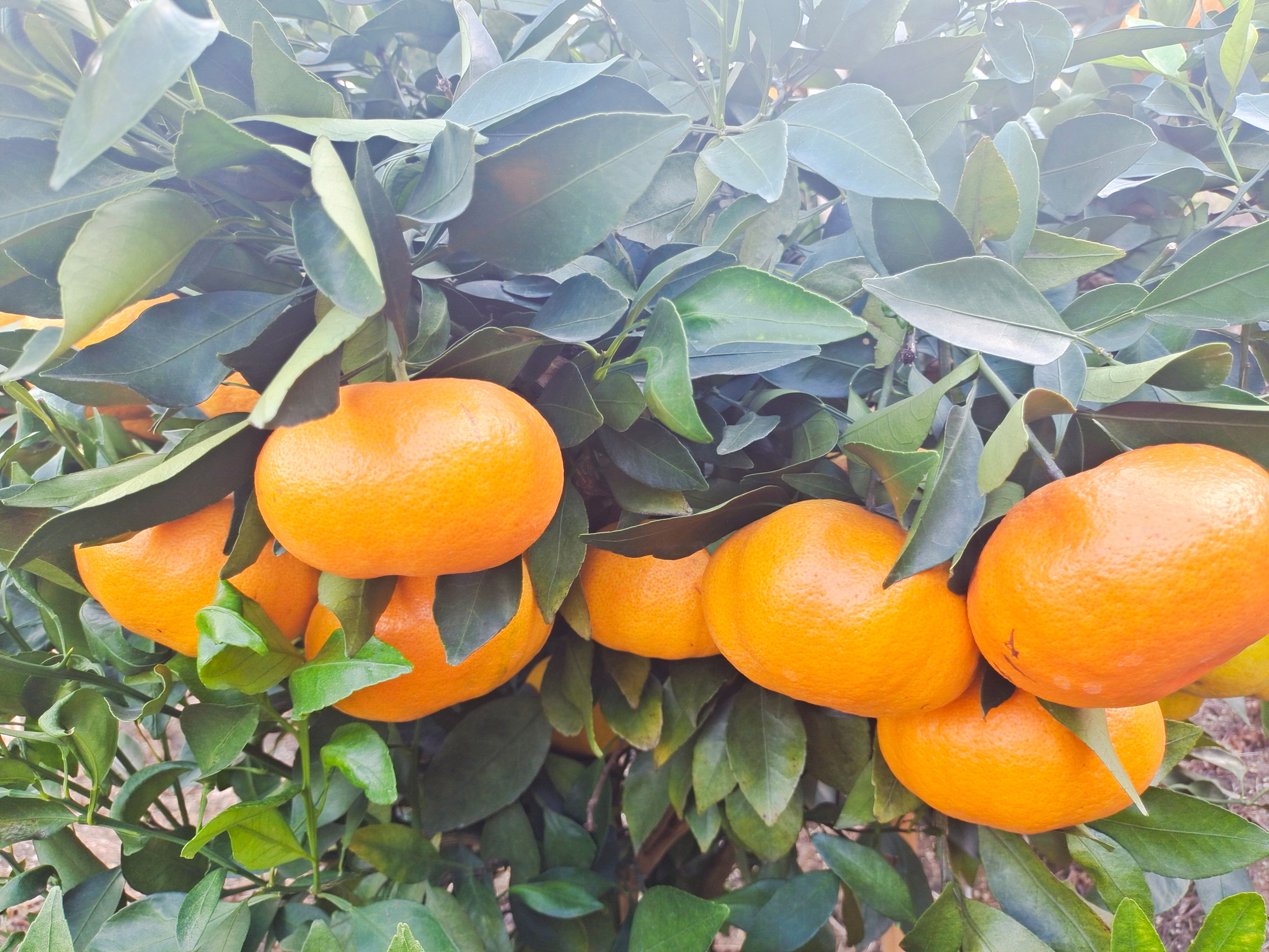 单果300克左右，清香甘甜，口感细腻多汁，甘平橘新品上市！