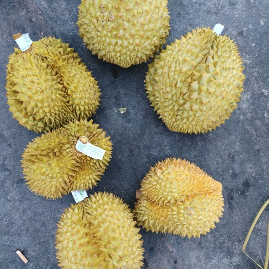 泰国金枕榴莲，产地直接进入