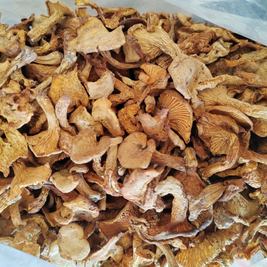 楚雄市鸡油菌，云南美味牛肝菌，干菌子