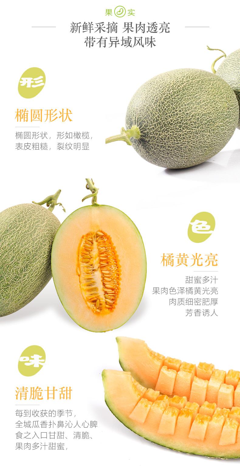 海南小蜜25号哈密瓜