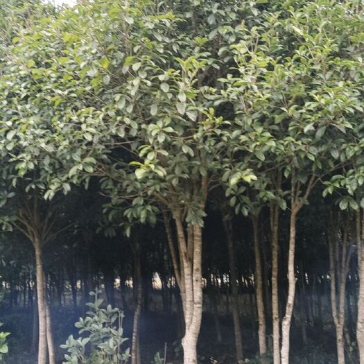 南安市八月桂，五六年树龄，高三至五米，树直径六至十公分，上万亩的苗