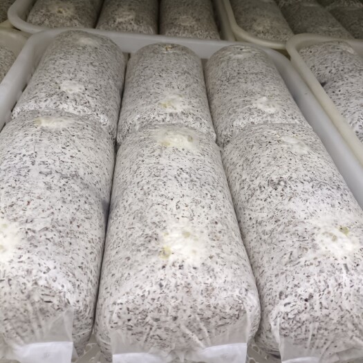 太康县金耳菌种源头生产厂家，指导技术