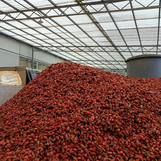 栀子，湖北栀子（山栀），一手货源！