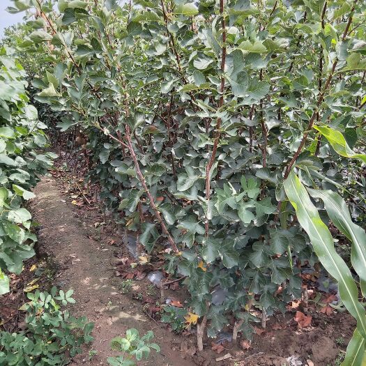平邑县我公司大量批发零售山楂树苗