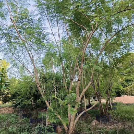 漳浦县丛生蓝花楹绿植道路绿化市政绿化