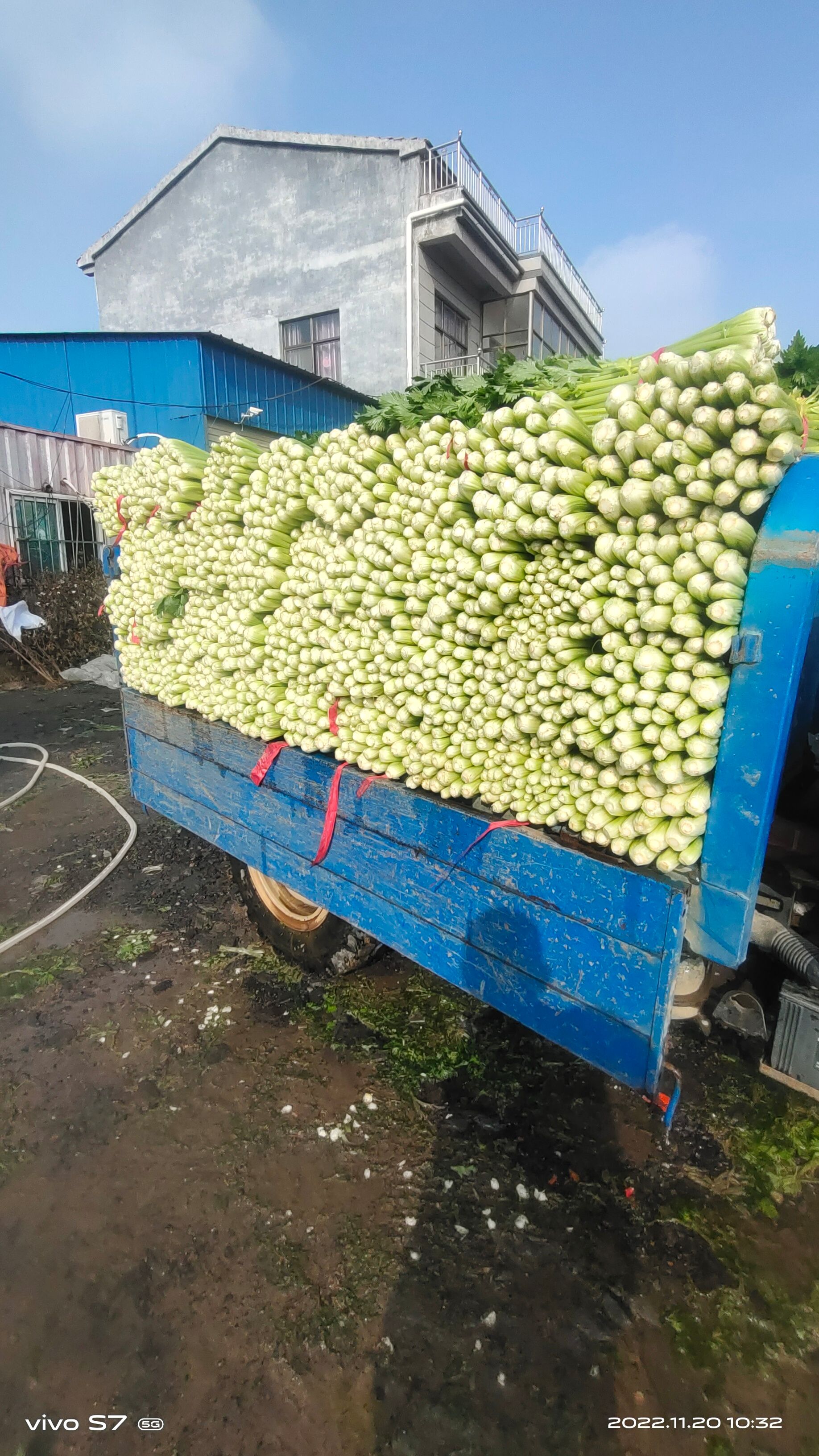 夏邑大棚西芹，大量上市中，全国代发！