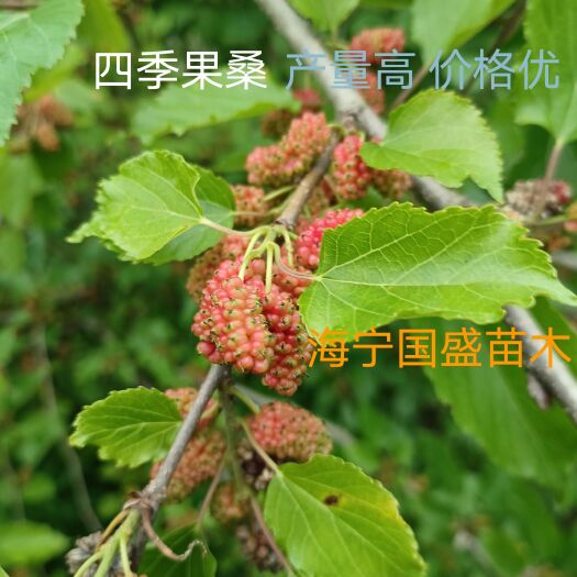 海宁市四季果桑苗72系列酸甜可口，基地直供，现挖现卖，易管理。