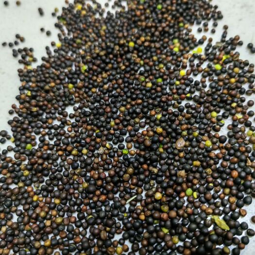 满洲里市俄罗斯油菜籽，46含油，水分7个左右，杂质1%现货！