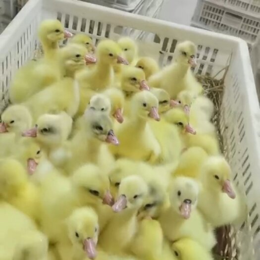 沭阳县大三花鹅苗出壳打预苗提供技术服务
